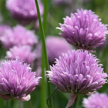 Chives 6 Pack