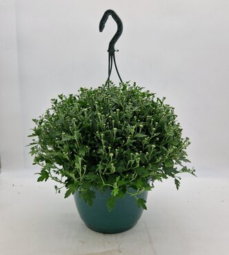 Chrysanthemum Hanging Pot 27cm