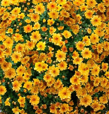 Chrysanthemum Orange 5 Litre
