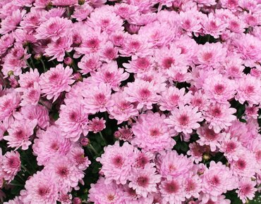 Chrysanthemum Pink 2 Litre