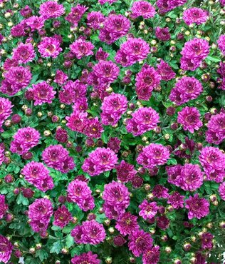 Chrysanthemum Purple 5 Litre
