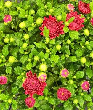 Chrysanthemum Red 5 Litre
