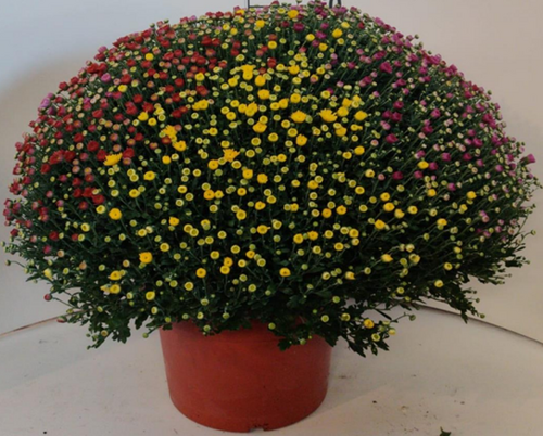 Chrysanthemum Trio Balls XL 15 Litre