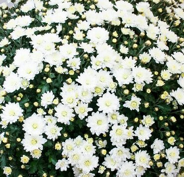 Chrysanthemum White 2 Litre