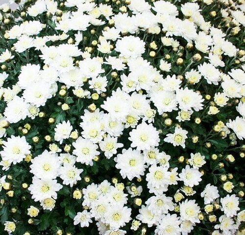 Chrysanthemum White 5 Litre