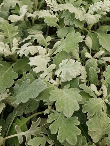 Cineraria Silverleaf 11cm