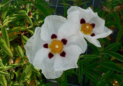 Cistus Alan Fradd 2.5 Litre