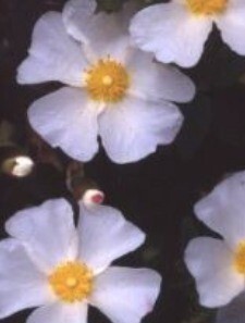 Cistus corbariensis 3 Litre