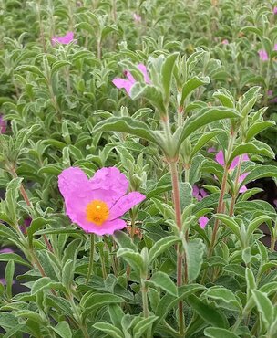 Cistus Creticus 2.5 Litre