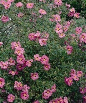 Cistus Purpureus 2.5 Litre