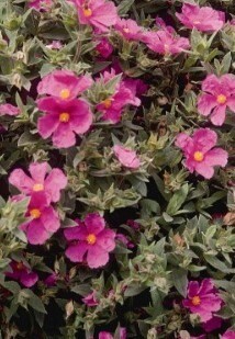 Cistus Sunset 2.5 Litre