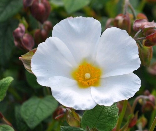 Cistus Thrive 3 Litre