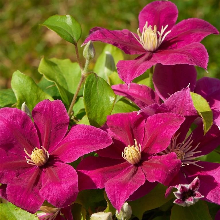 Clematis Acropolis 3 Litre - Stewarts Garden Centre