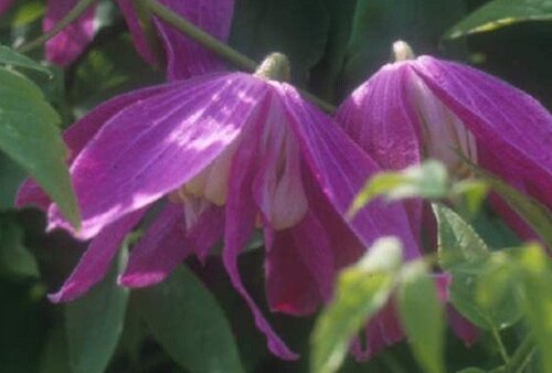 Clematis Alpina Constance 3 Litre