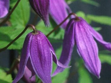 Clematis Alpina Helsingborg 3 Litre