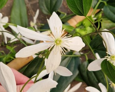 Clematis Armandii Little White Charm 3 Litre