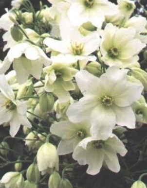 Clematis Avalanche 2 Litre