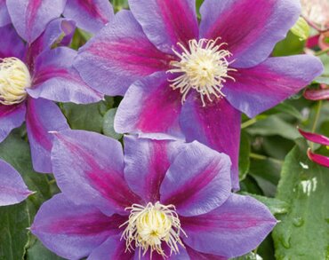 Clematis Barbara Jackman 3 Litre