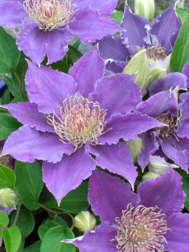 Clematis Bijou 2 Litre