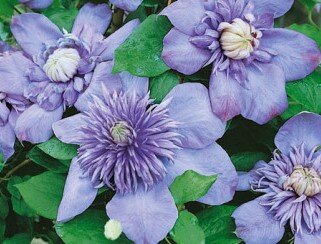 Clematis Blue Light 3 Litre