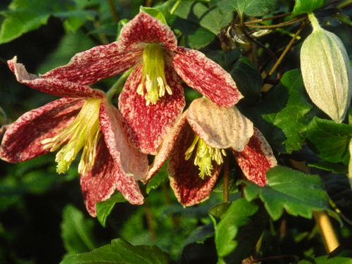 Clematis Cirrhosa Freckles 3 Litre