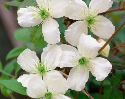 Clematis cirrhosa Wisley Cream 3 Litre