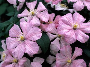 Clematis Comtesse De Bouchaud 3 Litre