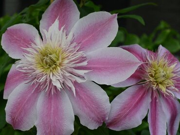 Clematis Empress 3 Litre