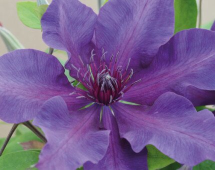 Clematis Fleuri 3 Litre