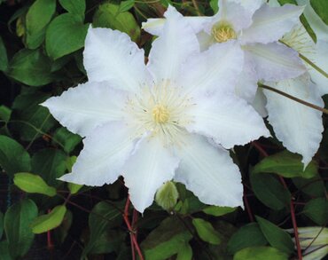 Clematis Gillian Blades 3 Litre