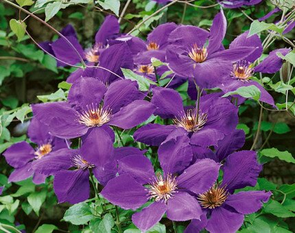 Clematis Gipsy Queen 3 Litre