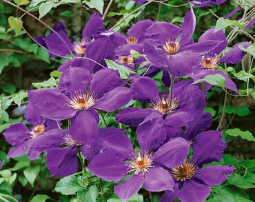 Clematis Gipsy Queen 3 Litre