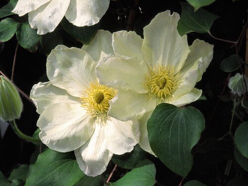 Clematis Guernsey Cream 3 Litre