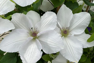 Clematis Guernsey Flute 3 Litre