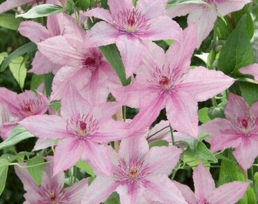 Clematis Hagley Hybrid 1.5m on Trellis 20 Litre