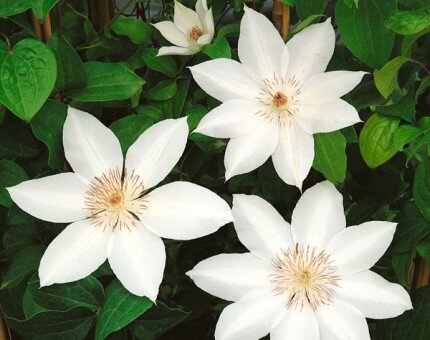 Clematis Henryi 3 Litre