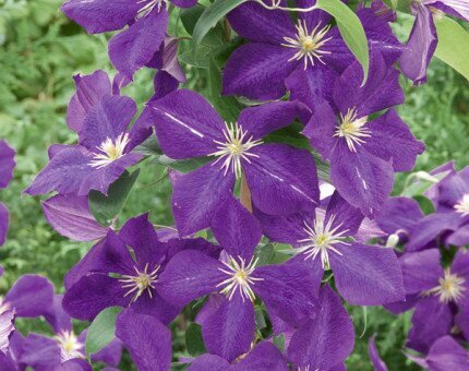 Clematis Jackmanii 1.5m on Trellis 20 Litre