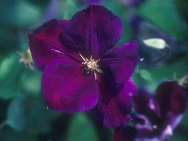 Clematis Jackmanii Superba 3 Litre