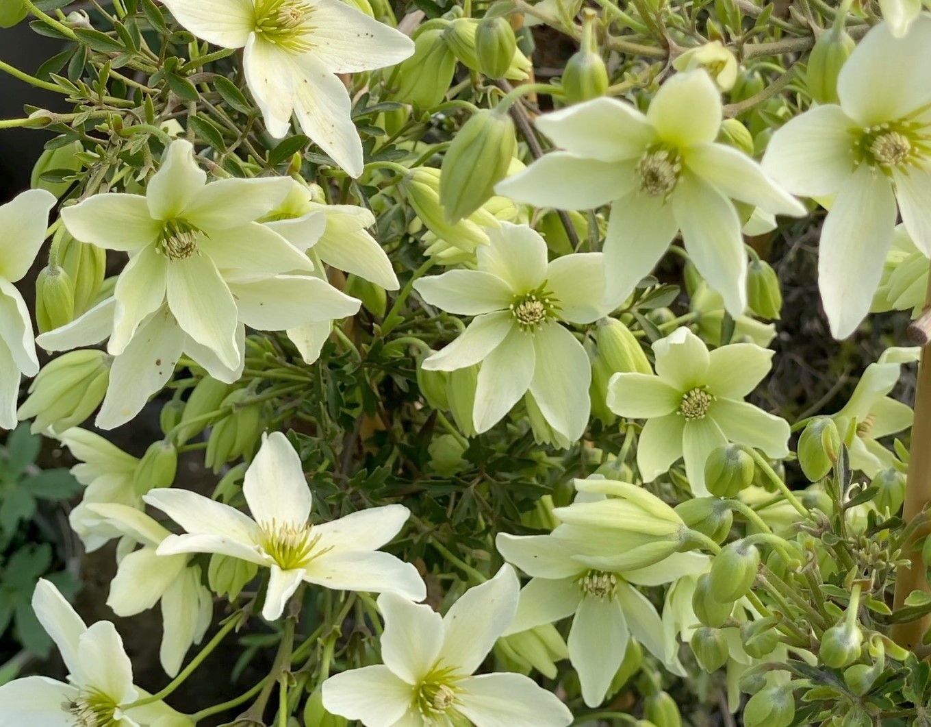 Clematis Kimiko 3 Litre - Stewarts Garden Centre