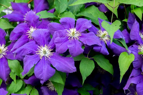 Clematis Kingfisher 3 Litre