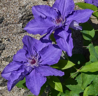 Clematis Lindsay 3 Litre