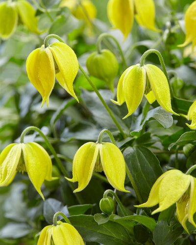 Clematis Little Lemons 3 Litre