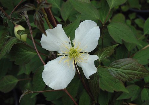 Clematis Montana Grandiflora 3 Litre