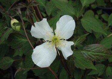 Clematis Montana Grandiflora 3 Litre