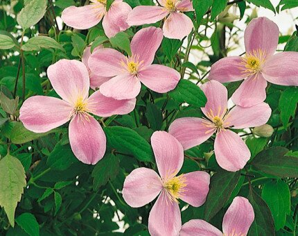 Clematis Montana Pink Perfection 3 Litre