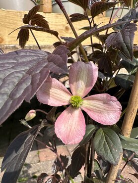 Clematis Montana Rose Truffle 3 Litre