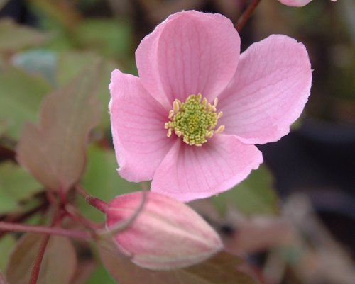 Clematis Montana Rubens 1.5m on Trellis 20 Litre