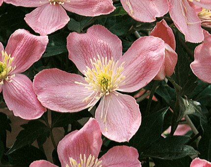 Clematis Montana Tetrarose 3 Litre