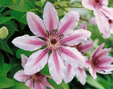 Clematis Nelly Moser 1.5m on Trellis 20 Litre