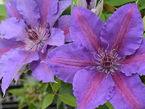 Clematis Paulie 2 Litre